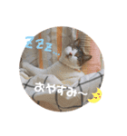 てんねこ日和☺︎（個別スタンプ：8）