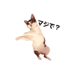 てんねこ日和☺︎（個別スタンプ：10）