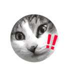 てんねこ日和☺︎（個別スタンプ：11）