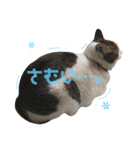 てんねこ日和☺︎（個別スタンプ：13）