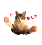 てんねこ日和☺︎（個別スタンプ：15）