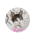 てんねこ日和☺︎（個別スタンプ：16）
