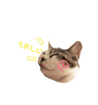 てんねこ日和☺︎（個別スタンプ：17）