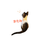 てんねこ日和☺︎（個別スタンプ：21）
