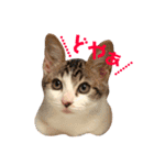 てんねこ日和☺︎（個別スタンプ：22）