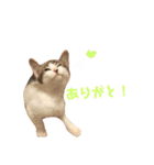てんねこ日和☺︎（個別スタンプ：24）