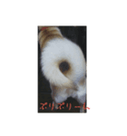 シェリーちゃんの毎日だよ（個別スタンプ：7）