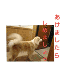 秋田犬もこの年末年始のご挨拶（個別スタンプ：2）