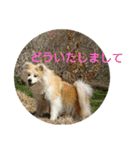 秋田犬もこの年末年始のご挨拶（個別スタンプ：8）