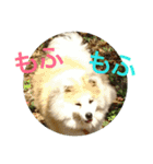 秋田犬もこの年末年始のご挨拶（個別スタンプ：19）