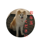 秋田犬もこの年末年始のご挨拶（個別スタンプ：21）