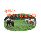 秋田犬もこの年末年始のご挨拶（個別スタンプ：23）