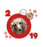 ダックス(クッキー)の2019年スタンプ（個別スタンプ：1）