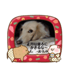 ダックス(クッキー)の2019年スタンプ（個別スタンプ：2）