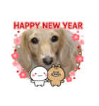 ダックス(クッキー)の2019年スタンプ（個別スタンプ：3）