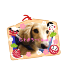 ダックス(クッキー)の2019年スタンプ（個別スタンプ：7）