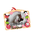 猫ちゃん新年挨拶（個別スタンプ：1）