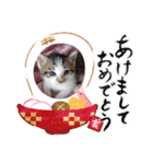 猫ちゃん新年挨拶（個別スタンプ：3）