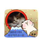 猫ちゃん新年挨拶（個別スタンプ：6）