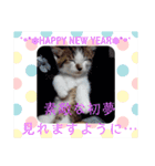 猫ちゃん新年挨拶（個別スタンプ：8）