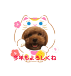 トイプーhana＆kuro年末年始バージョン（個別スタンプ：2）