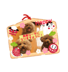 トイプーhana＆kuro年末年始バージョン（個別スタンプ：5）