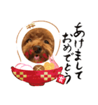 トイプーhana＆kuro年末年始バージョン（個別スタンプ：8）