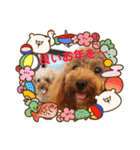 トイプーhana＆kuro年末年始バージョン（個別スタンプ：9）
