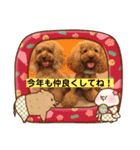 トイプーhana＆kuro年末年始バージョン（個別スタンプ：12）