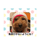 トイプーhana＆kuro年末年始バージョン（個別スタンプ：23）