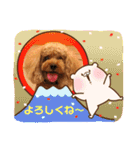 トイプーhana＆kuro年末年始バージョン（個別スタンプ：24）