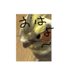 おかめりん（個別スタンプ：1）