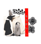 年越しリアルペンちゃん（個別スタンプ：6）