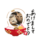 にこにこにゃんずの新年会（個別スタンプ：5）