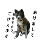秋田犬きなこさん ふゆ（個別スタンプ：2）
