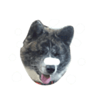 秋田犬きなこさん ふゆ（個別スタンプ：3）