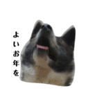 秋田犬きなこさん ふゆ（個別スタンプ：8）