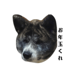 秋田犬きなこさん ふゆ（個別スタンプ：10）