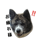 秋田犬きなこさん ふゆ（個別スタンプ：12）