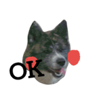 秋田犬きなこさん ふゆ（個別スタンプ：14）