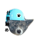 秋田犬きなこさん ふゆ（個別スタンプ：15）