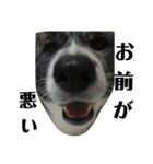 秋田犬きなこさん ふゆ（個別スタンプ：16）