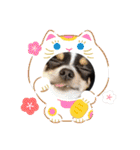 まろきゆあけおめ（個別スタンプ：12）