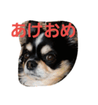 まろきゆあけおめ（個別スタンプ：31）