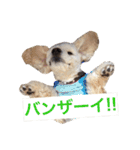 アメリカンコッカーあんずときどきあずき☆（個別スタンプ：10）