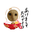 雪慶ニャーズ 正月Ver.（個別スタンプ：2）