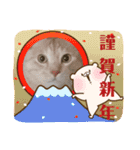 雪慶ニャーズ 正月Ver.（個別スタンプ：10）