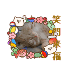 雪慶ニャーズ 正月Ver.（個別スタンプ：11）