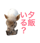 ハル♡カイ1（個別スタンプ：11）