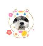 下出っ歯シーズーミキちゃん（個別スタンプ：4）